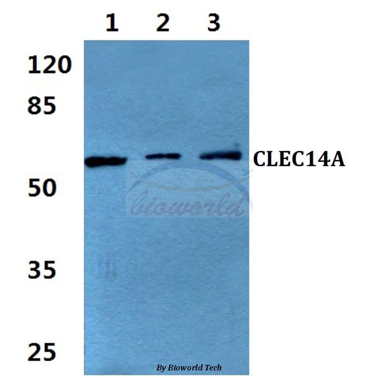 Anti-CLEC14A Antibody from Bioworld Technology (BS60339) - Antibodies.com