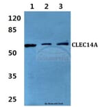 Anti-CLEC14A Antibody from Bioworld Technology (BS60339) - Antibodies.com
