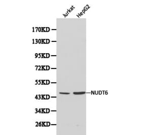 Anti-NUDT6 Antibody from Bioworld Technology (BS6034) - Antibodies.com