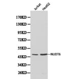 Anti-NUDT6 Antibody from Bioworld Technology (BS6034) - Antibodies.com