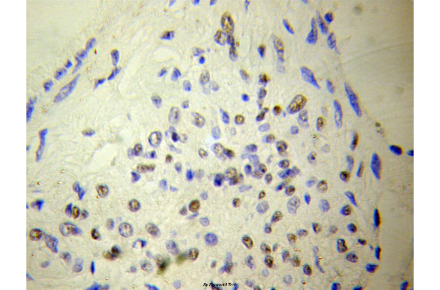 Anti-NUDT6 Antibody from Bioworld Technology (BS6034) - Antibodies.com