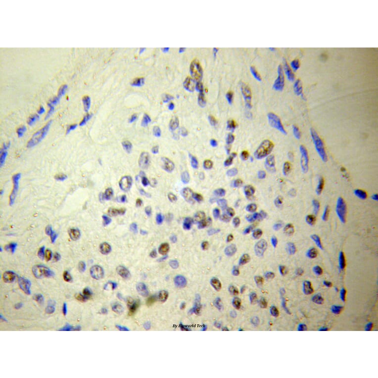 Anti-NUDT6 Antibody from Bioworld Technology (BS6034) - Antibodies.com