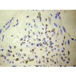 Anti-NUDT6 Antibody from Bioworld Technology (BS6034) - Antibodies.com