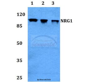 Anti-NRG1 Antibody from Bioworld Technology (BS60341) - Antibodies.com