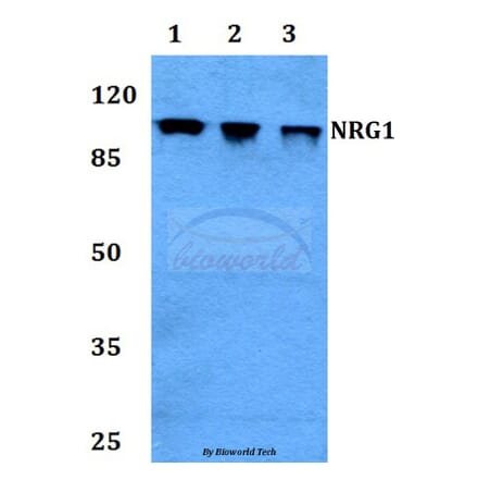 Anti-NRG1 Antibody from Bioworld Technology (BS60341) - Antibodies.com