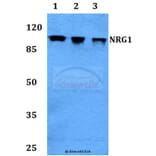 Anti-NRG1 Antibody from Bioworld Technology (BS60341) - Antibodies.com