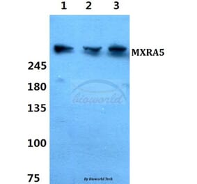 Anti-MXRA5 Antibody from Bioworld Technology (BS60343) - Antibodies.com