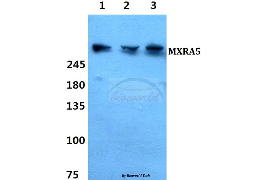 Anti-MXRA5 Antibody from Bioworld Technology (BS60343) - Antibodies.com