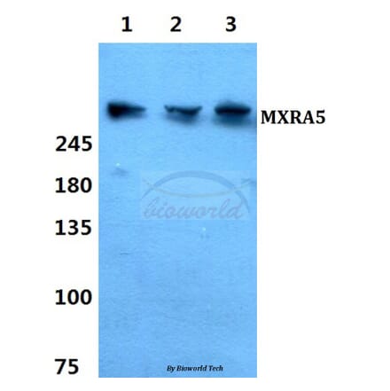 Anti-MXRA5 Antibody from Bioworld Technology (BS60343) - Antibodies.com