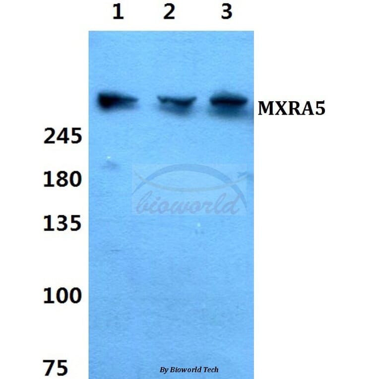 Anti-MXRA5 Antibody from Bioworld Technology (BS60343) - Antibodies.com