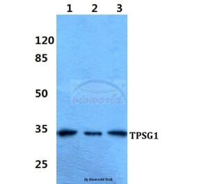 Anti-TPSG1 Antibody from Bioworld Technology (BS60344) - Antibodies.com