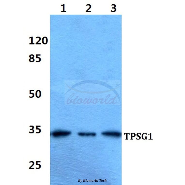 Anti-TPSG1 Antibody from Bioworld Technology (BS60344) - Antibodies.com