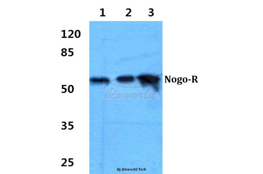Anti-Nogo-R Antibody from Bioworld Technology (BS60346) - Antibodies.com