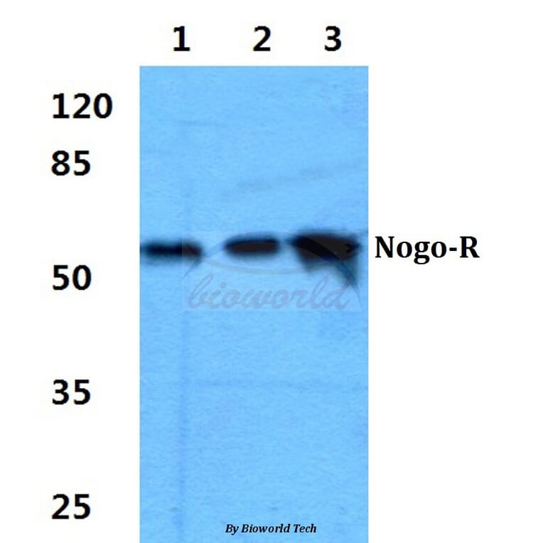 Anti-Nogo-R Antibody from Bioworld Technology (BS60346) - Antibodies.com
