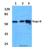 Anti-Nogo-R Antibody from Bioworld Technology (BS60346) - Antibodies.com