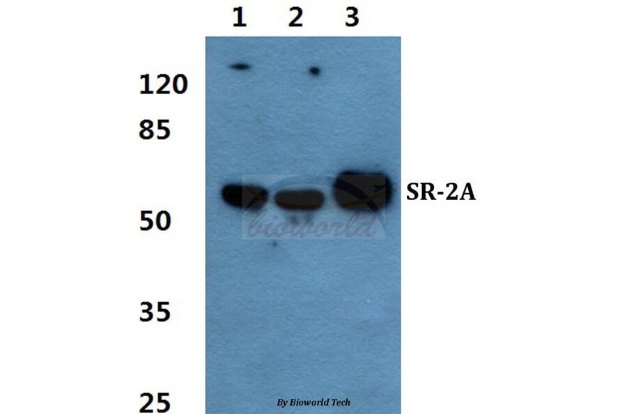 Anti-SR-2A Antibody from Bioworld Technology (BS60347) - Antibodies.com