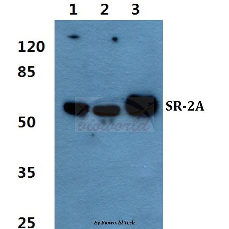 Anti-SR-2A Antibody from Bioworld Technology (BS60347) - Antibodies.com