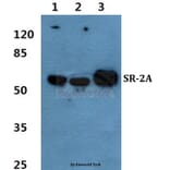 Anti-SR-2A Antibody from Bioworld Technology (BS60347) - Antibodies.com