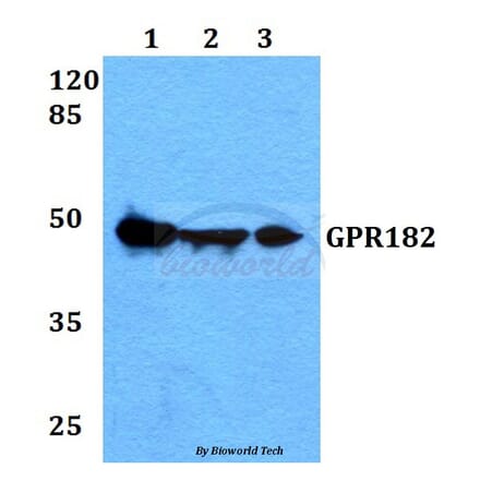 Anti-GPR182 Antibody from Bioworld Technology (BS60348) - Antibodies.com