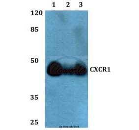 Anti-CXCR1 Antibody from Bioworld Technology (BS60349) - Antibodies.com