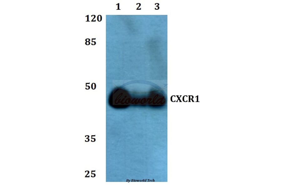 Anti-CXCR1 Antibody from Bioworld Technology (BS60349) - Antibodies.com