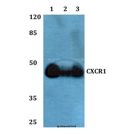 Anti-CXCR1 Antibody from Bioworld Technology (BS60349) - Antibodies.com