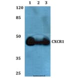 Anti-CXCR1 Antibody from Bioworld Technology (BS60349) - Antibodies.com