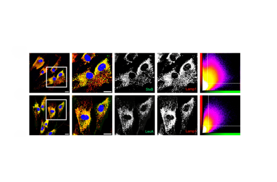 Flow Cytometry - Anti-CD77 Antibody [38.13] (FITC) - Antibodies.com