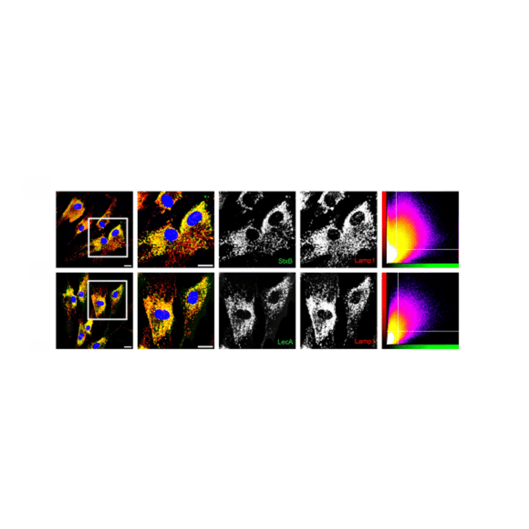 Flow Cytometry - Anti-CD77 Antibody [38.13] (FITC) - Antibodies.com