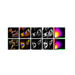 Flow Cytometry - Anti-CD77 Antibody [38.13] (FITC) - Antibodies.com