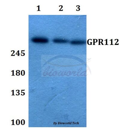Anti-GPR112 Antibody from Bioworld Technology (BS60350) - Antibodies.com