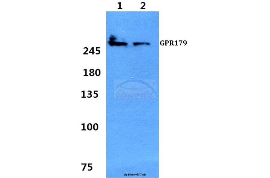 Anti-GPR179 Antibody from Bioworld Technology (BS60352) - Antibodies.com