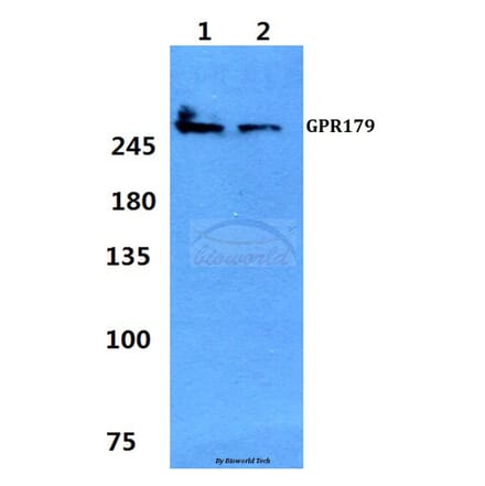 Anti-GPR179 Antibody from Bioworld Technology (BS60352) - Antibodies.com