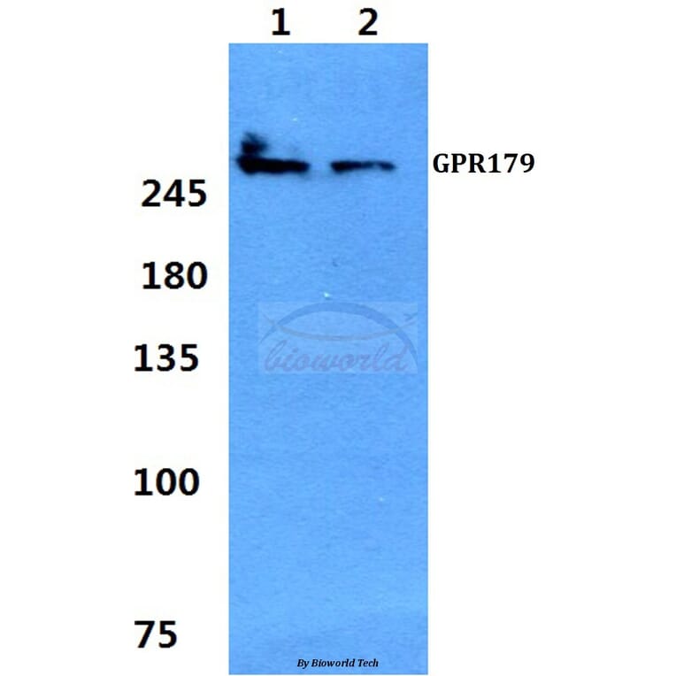 Anti-GPR179 Antibody from Bioworld Technology (BS60352) - Antibodies.com
