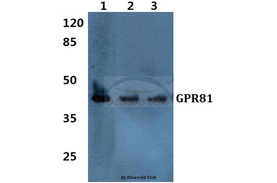 Anti-GPR81 Antibody from Bioworld Technology (BS60353) - Antibodies.com