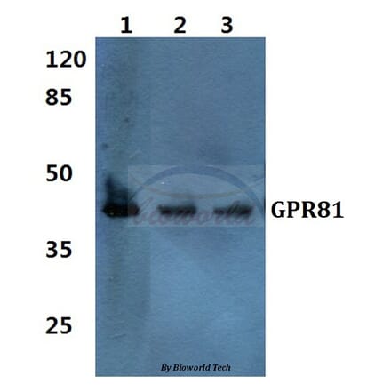 Anti-GPR81 Antibody from Bioworld Technology (BS60353) - Antibodies.com