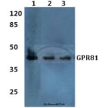 Anti-GPR81 Antibody from Bioworld Technology (BS60353) - Antibodies.com