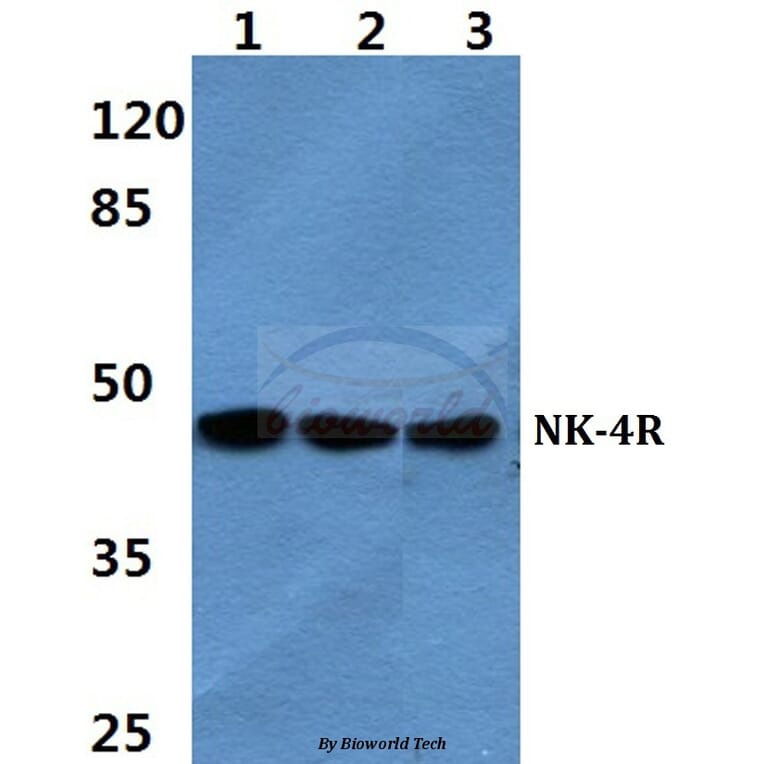 Anti-NK-4R Antibody from Bioworld Technology (BS60354) - Antibodies.com