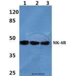 Anti-NK-4R Antibody from Bioworld Technology (BS60354) - Antibodies.com