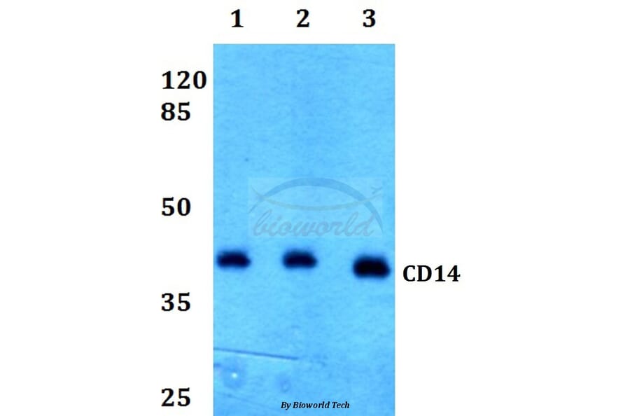 Anti-CD14 Antibody from Bioworld Technology (BS60355) - Antibodies.com