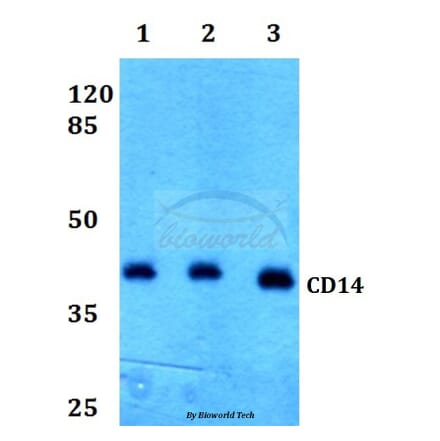 Anti-CD14 Antibody from Bioworld Technology (BS60355) - Antibodies.com