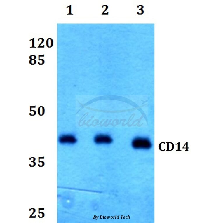 Anti-CD14 Antibody from Bioworld Technology (BS60355) - Antibodies.com