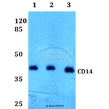 Anti-CD14 Antibody from Bioworld Technology (BS60355) - Antibodies.com