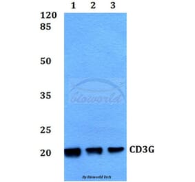 Anti-CD3G Antibody from Bioworld Technology (BS60356) - Antibodies.com