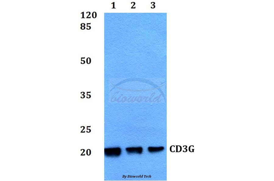 Anti-CD3G Antibody from Bioworld Technology (BS60356) - Antibodies.com