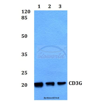 Anti-CD3G Antibody from Bioworld Technology (BS60356) - Antibodies.com