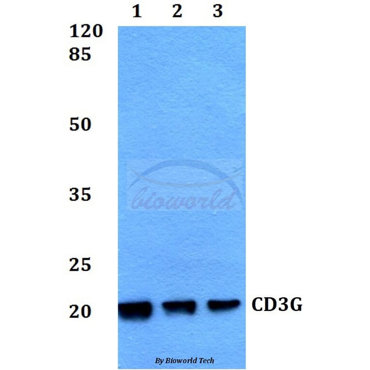 Anti-CD3G Antibody from Bioworld Technology (BS60356) - Antibodies.com