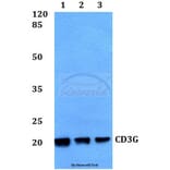 Anti-CD3G Antibody from Bioworld Technology (BS60356) - Antibodies.com