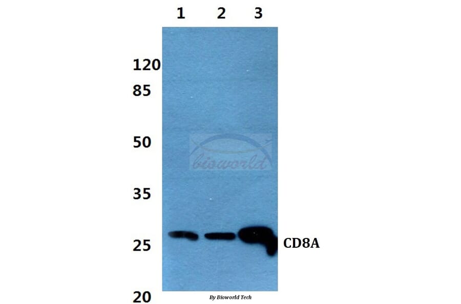 Anti-CD8A Antibody from Bioworld Technology (BS60357) - Antibodies.com