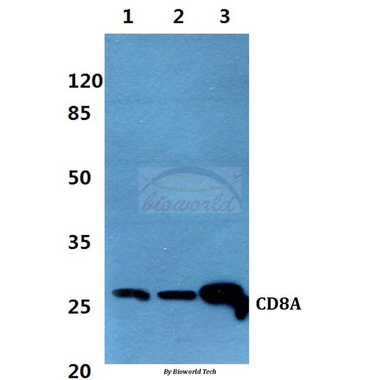 Anti-CD8A Antibody from Bioworld Technology (BS60357) - Antibodies.com